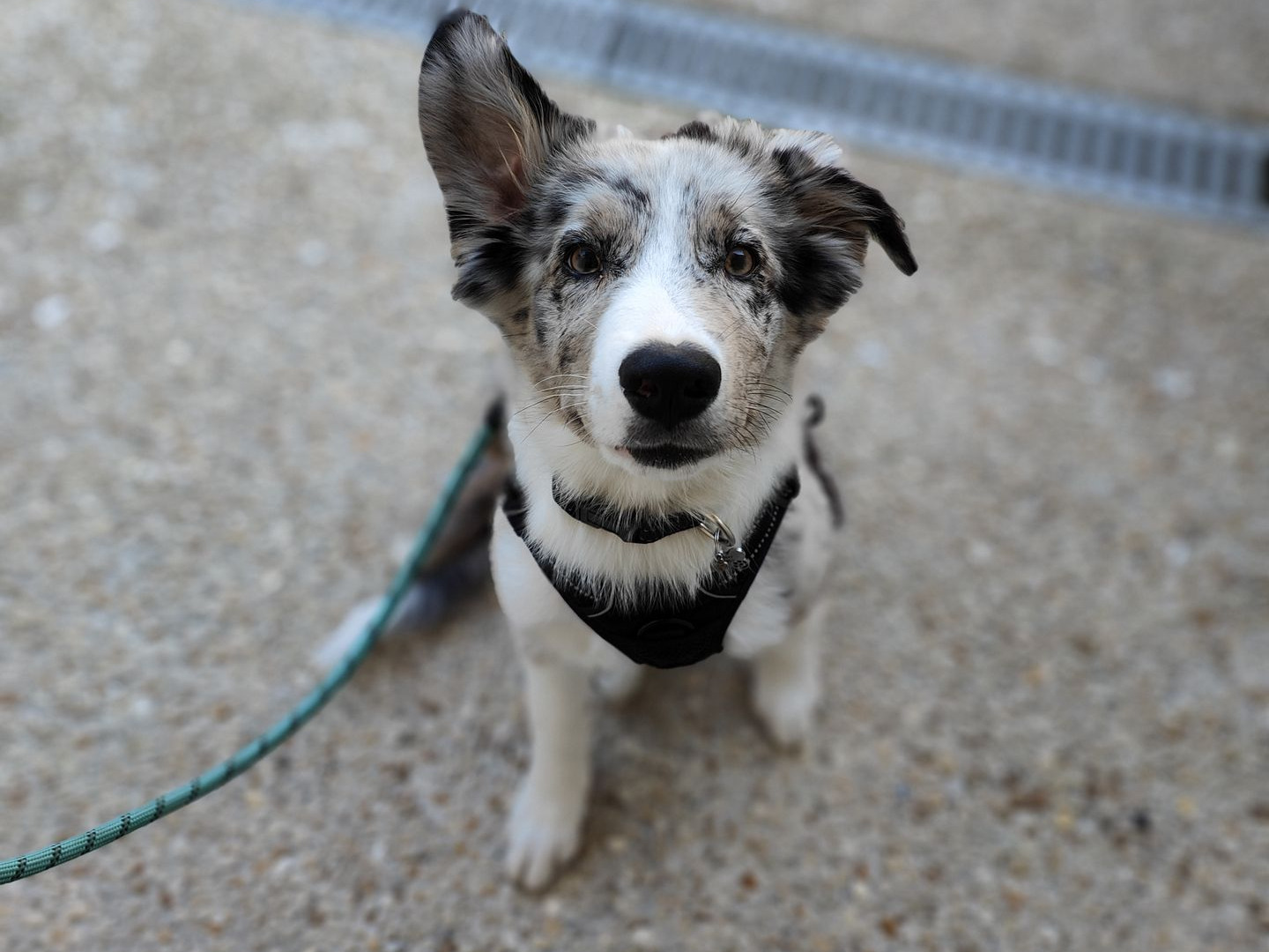 chiot border collie avec une oreille redressée